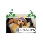 トイプードル茶 一年中使える 日常スタンプ（個別スタンプ：1）