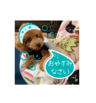 トイプードル茶 一年中使える 日常スタンプ（個別スタンプ：5）