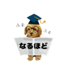 トイプードル茶 一年中使える 日常スタンプ（個別スタンプ：6）