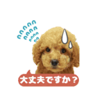 トイプードル茶 一年中使える 日常スタンプ（個別スタンプ：7）