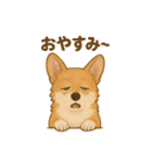 コーギー・コーギー（個別スタンプ：3）