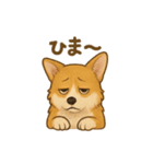 コーギー・コーギー（個別スタンプ：20）