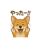 コーギー・コーギー（個別スタンプ：23）