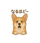 コーギー・コーギー（個別スタンプ：25）