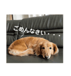 ロンぴのスタンプ2（個別スタンプ：20）
