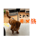 ロンぴのスタンプ2（個別スタンプ：21）