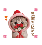 スコティッシュ猫 感謝と思いやり 母の日（個別スタンプ：7）