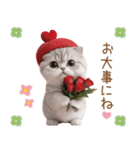 スコティッシュ猫 感謝と思いやり 母の日（個別スタンプ：16）