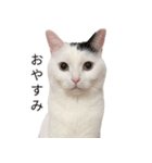 まつもとたける2（セリフ付き）（個別スタンプ：15）