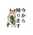 【家族連絡用】柴犬ゆずのスタンプ（個別スタンプ：1）