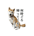 【家族連絡用】柴犬ゆずのスタンプ（個別スタンプ：3）