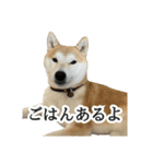 【家族連絡用】柴犬ゆずのスタンプ（個別スタンプ：6）