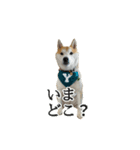 【家族連絡用】柴犬ゆずのスタンプ（個別スタンプ：8）