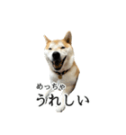 【家族連絡用】柴犬ゆずのスタンプ（個別スタンプ：9）