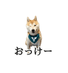 【家族連絡用】柴犬ゆずのスタンプ（個別スタンプ：10）