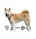 【家族連絡用】柴犬ゆずのスタンプ（個別スタンプ：11）