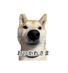 【家族連絡用】柴犬ゆずのスタンプ（個別スタンプ：12）
