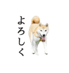 【家族連絡用】柴犬ゆずのスタンプ（個別スタンプ：13）