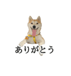 【家族連絡用】柴犬ゆずのスタンプ（個別スタンプ：15）