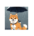 柴犬の日常5（個別スタンプ：25）