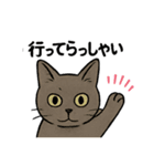 兄妹猫ぎん＆ひめニャンのあいさつスタンプ（個別スタンプ：2）