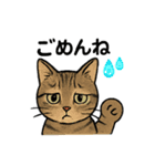 兄妹猫ぎん＆ひめニャンのあいさつスタンプ（個別スタンプ：7）