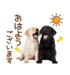 敬語で伝える♡ラブラドール＆黒ラブ（個別スタンプ：1）