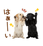 敬語で伝える♡ラブラドール＆黒ラブ（個別スタンプ：3）