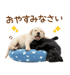敬語で伝える♡ラブラドール＆黒ラブ（個別スタンプ：4）