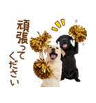 敬語で伝える♡ラブラドール＆黒ラブ（個別スタンプ：7）