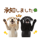敬語で伝える♡ラブラドール＆黒ラブ（個別スタンプ：8）