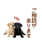 敬語で伝える♡ラブラドール＆黒ラブ（個別スタンプ：10）
