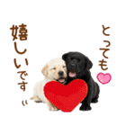 敬語で伝える♡ラブラドール＆黒ラブ（個別スタンプ：11）