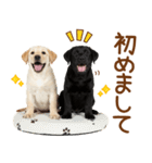 敬語で伝える♡ラブラドール＆黒ラブ（個別スタンプ：12）