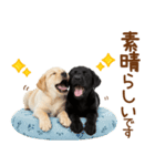 敬語で伝える♡ラブラドール＆黒ラブ（個別スタンプ：13）