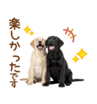 敬語で伝える♡ラブラドール＆黒ラブ（個別スタンプ：14）
