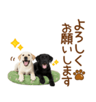 敬語で伝える♡ラブラドール＆黒ラブ（個別スタンプ：15）
