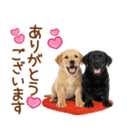 敬語で伝える♡ラブラドール＆黒ラブ（個別スタンプ：16）