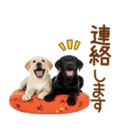 敬語で伝える♡ラブラドール＆黒ラブ（個別スタンプ：17）