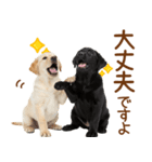 敬語で伝える♡ラブラドール＆黒ラブ（個別スタンプ：18）