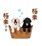 敬語で伝える♡ラブラドール＆黒ラブ（個別スタンプ：20）