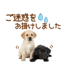 敬語で伝える♡ラブラドール＆黒ラブ（個別スタンプ：21）