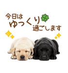 敬語で伝える♡ラブラドール＆黒ラブ（個別スタンプ：23）