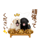 敬語で伝える♡ラブラドール＆黒ラブ（個別スタンプ：26）