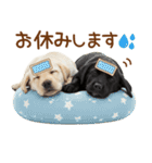 敬語で伝える♡ラブラドール＆黒ラブ（個別スタンプ：28）