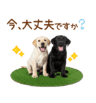 敬語で伝える♡ラブラドール＆黒ラブ（個別スタンプ：30）