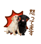 敬語で伝える♡ラブラドール＆黒ラブ（個別スタンプ：31）