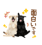 敬語で伝える♡ラブラドール＆黒ラブ（個別スタンプ：32）