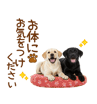 敬語で伝える♡ラブラドール＆黒ラブ（個別スタンプ：33）
