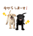 敬語で伝える♡ラブラドール＆黒ラブ（個別スタンプ：34）